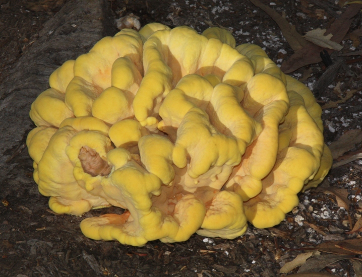 sulfur shelf fungus